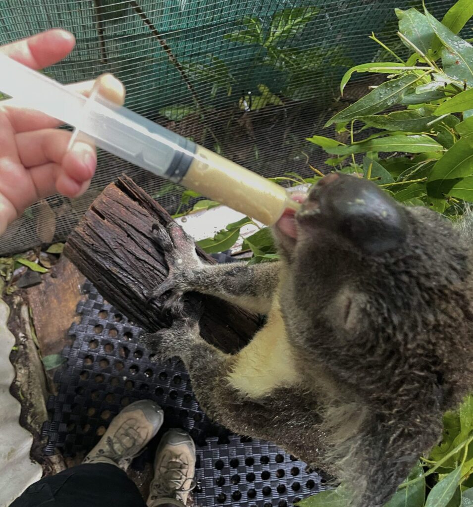 feeding time for a koala joey