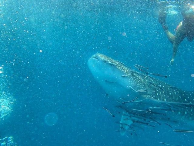 My first whale shark sighting in Koh Tao! This juvenile was just passing by as we dropped down for a morning dive!