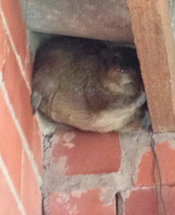 Screen Shot 2015-02-23 at 11.36.47 AM